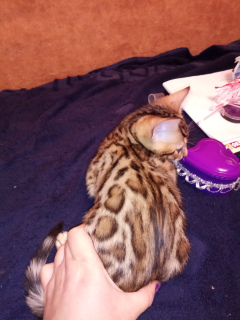 Photo №2 to announcement № 1784 for the sale of bengal cat - buy in Ukraine from nursery