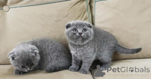 Photo №1. scottish fold - for sale in the city of Nicosia | negotiated | Announcement № 177357