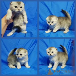 Photo №3. Scottish fold kittens.. Belarus