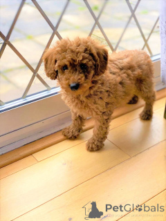 Photo №2 to announcement № 176499 for the sale of poodle (toy) - buy in Czech Republic private announcement