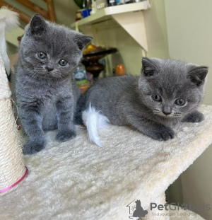 Photo №1. british shorthair - for sale in the city of Гамбург | 53$ | Announcement № 87933