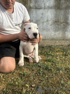 Photo №4. I will sell dogo argentino in the city of Belgrade.  - price - negotiated