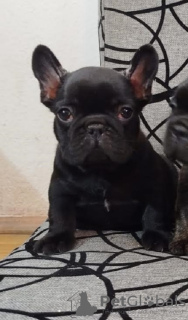 Additional photos: French bulldog