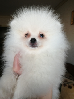 Photo №1. pomeranian - for sale in the city of Chelyabinsk | 134$ | Announcement № 2869