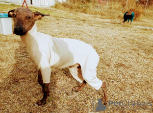 Photo №1. mexican hairless dog - for sale in the city of Салоники | 717$ | Announcement № 8286