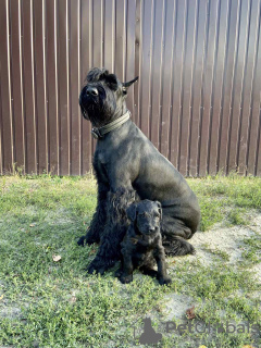 Photo №3. Giant Schnauzer puppies with pedigree (1 month). Ukraine