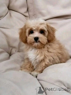 Photo №1.  - for sale in the city of Aalst | 508$ | Announcement № 151119