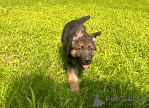 Photo №2 to announcement № 120781 for the sale of german shepherd - buy in Germany private announcement