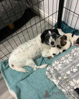 Photo №1. jack russell terrier - for sale in the city of Bienne | 413$ | Announcement № 172274