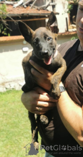 Additional photos: Dutch Shepherd puppies