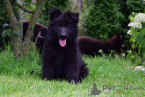 Photo №2 to announcement № 28770 for the sale of german shepherd - buy in Poland breeder