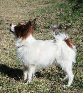 Photo №3. Papillon puppy. Belarus