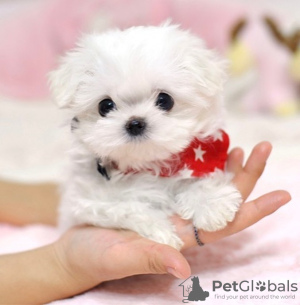 Photo №3. Pure breed Maltese puppies for new homes. United Arab Emirates