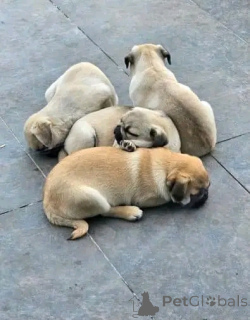 Photo №3. Purebred Pug puppies available. Poland