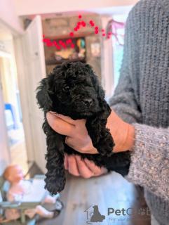 Photo №2 to announcement № 133685 for the sale of poodle (dwarf) - buy in United States private announcement