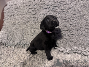Photo №3. We have labrador puppies looking for a 5 star new home, not working full time. United Kingdom