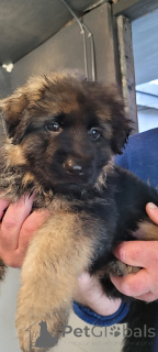 Photo №1. german shepherd - for sale in the city of Alaska | 1000$ | Announcement № 159969