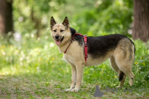 Photo №4. I will sell non-pedigree dogs in the city of Moscow river. private announcement - price - Is free