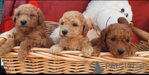 Photo №3. Toy poodle. Serbia