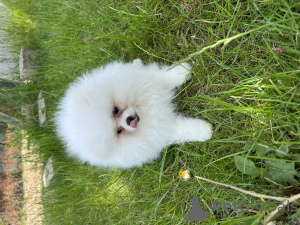 Additional photos: Pomeranian white