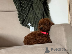 Photo №1. poodle (toy) - for sale in the city of Brussels | 2642$ | Announcement № 114045