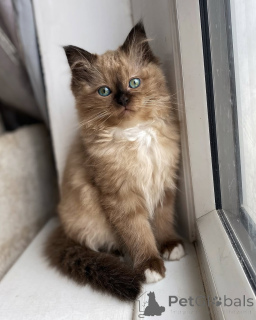 Photo №1. ragdoll - for sale in the city of Seden | negotiated | Announcement № 155560