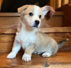 Photo №1. welsh corgi - for sale in the city of Штутгарт | 423$ | Announcement № 41582