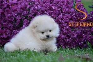 Photo №4. I will sell pomeranian in the city of Loznica.  - price - Is free