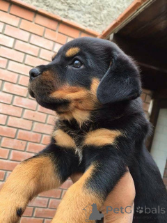 Photo №2 to announcement № 161157 for the sale of  - buy in Germany 