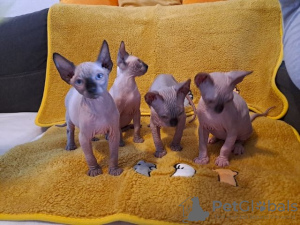 Photo №1. sphynx cat - for sale in the city of Berlin | Is free | Announcement № 126296