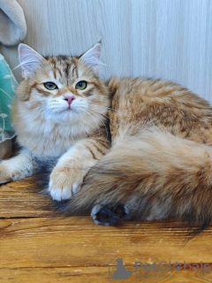 Photo №1. siberian cat - for sale in the city of Москва | negotiated | Announcement № 97789