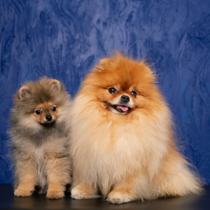Photo №1. pomeranian - for sale in the city of Cherepovets | 260$ | Announcement № 1964