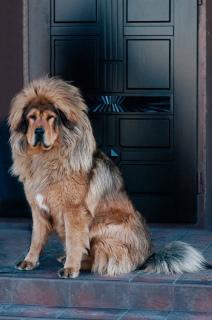 Photo №1. tibetan mastiff - for sale in the city of Mariupol | negotiated | Announcement № 5512