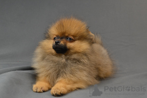 Photo №1. pomeranian - for sale in the city of St. Petersburg | 586$ | Announcement № 62846