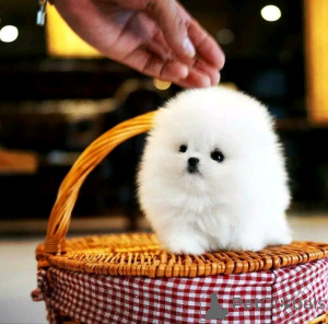 Photo №4. I will sell pomeranian in the city of Helsinki. private announcement, breeder - price - 300$