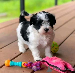 Photo №2 to announcement № 138774 for the sale of havanese dog - buy in United States breeder