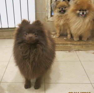 Photo №2 to announcement № 4087 for the sale of german spitz - buy in Russian Federation from nursery