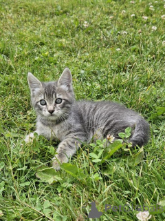 Photo №1. european shorthair - for sale in the city of Rhauderfehn | 361$ | Announcement № 173631