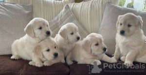 Photo №1. golden retriever - for sale in the city of Stockholm | negotiated | Announcement № 96308