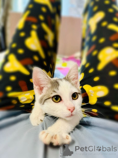 Photo №3. A charming brother with a sister at the age of 4 months is looking for a house.. Russian Federation