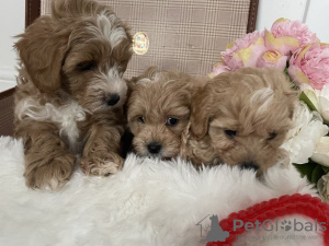 Photo №3. Maltipoo puppy. United States