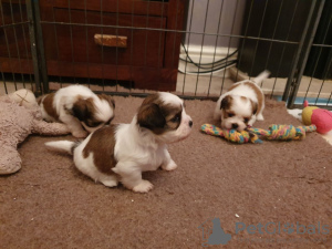 Photo №3. Beautiful Shih tzu Puppies. Ireland