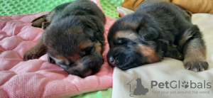 Additional photos: FCI German Shepherd Dogs