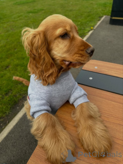 Photo №4. I will sell english cocker spaniel in the city of ANSUBRG. private announcement - price - 619$