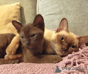 Photo №3. european burmese kitty. Italy