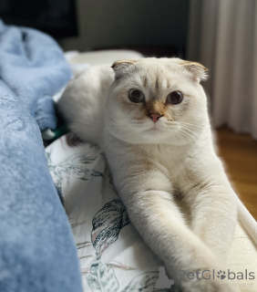 Photo №3. Knitting with Scottish Point in Georgia. Announcement № 135628