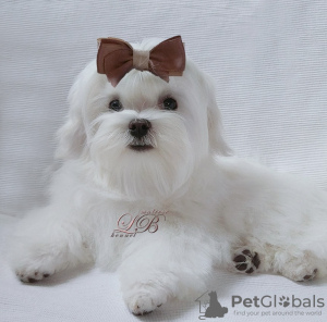 Photo №3. Puppy - boy - Maltese is looking for a good family.. Ukraine