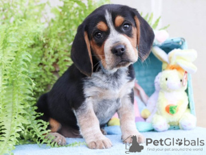 Photo №1. beagle - for sale in the city of Kishinev | negotiated | Announcement № 124381