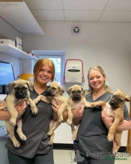 Photo №1. boerboel - for sale in the city of Badenheim | negotiated | Announcement № 167558