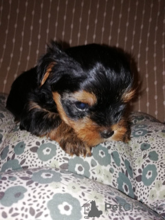 Additional photos: Yorkshire Terrier puppies